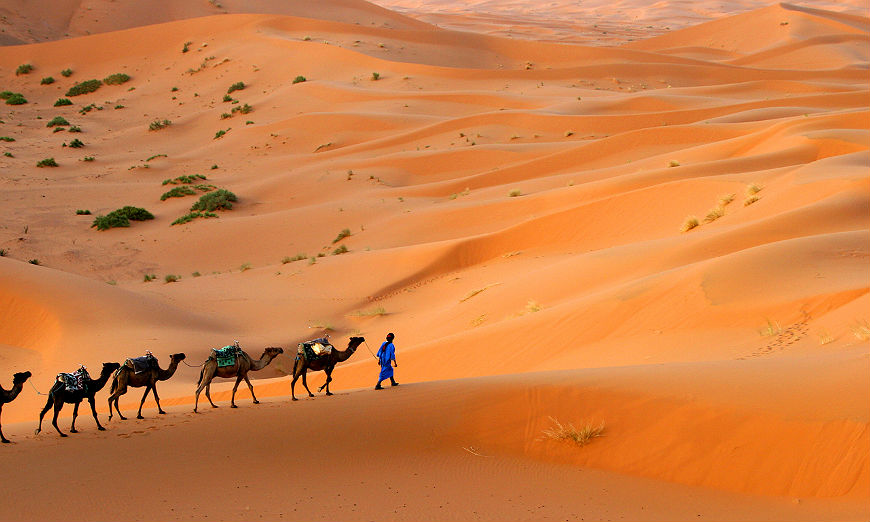 Woestijn kamelen